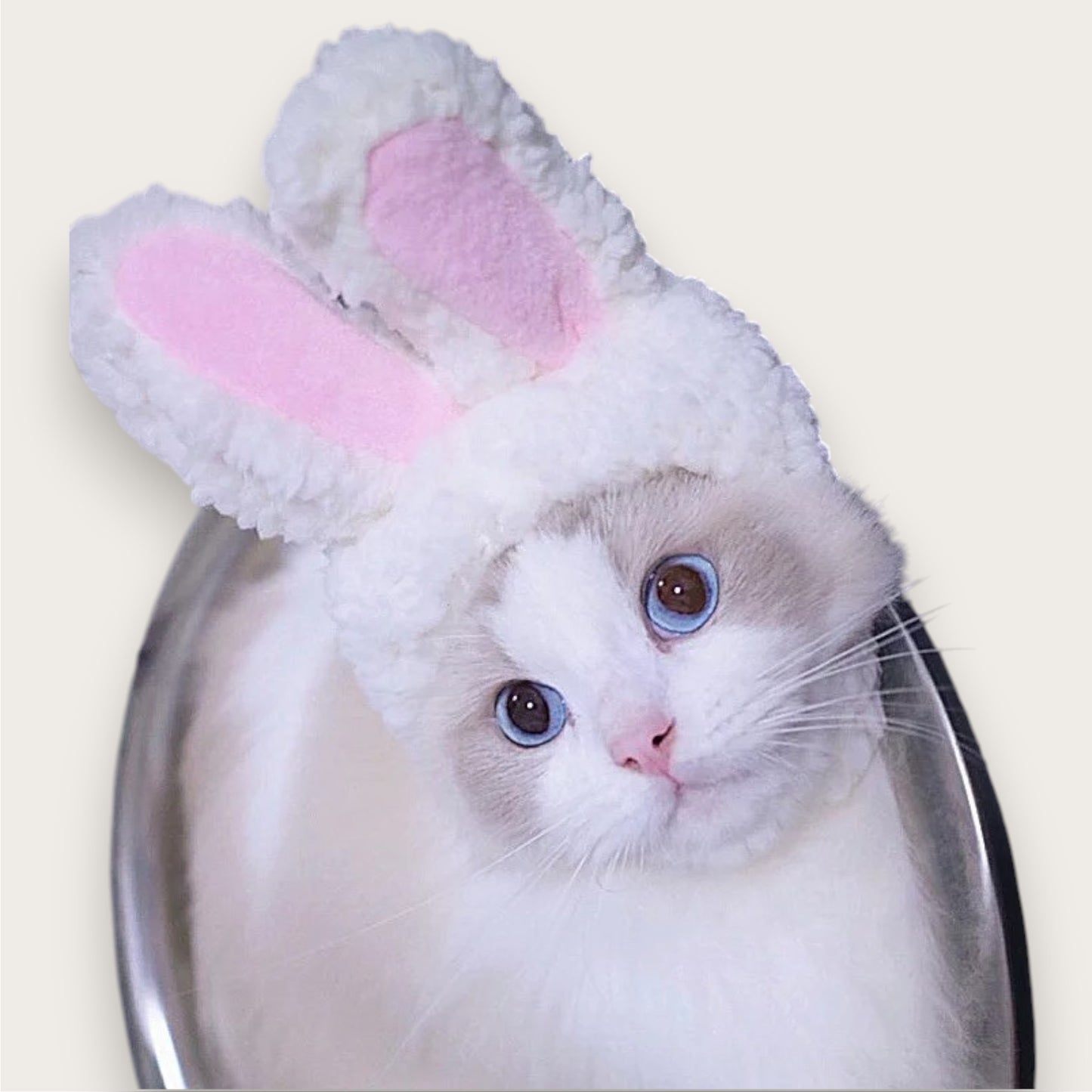 BUNNY-ÖRON - Till katt & Hund