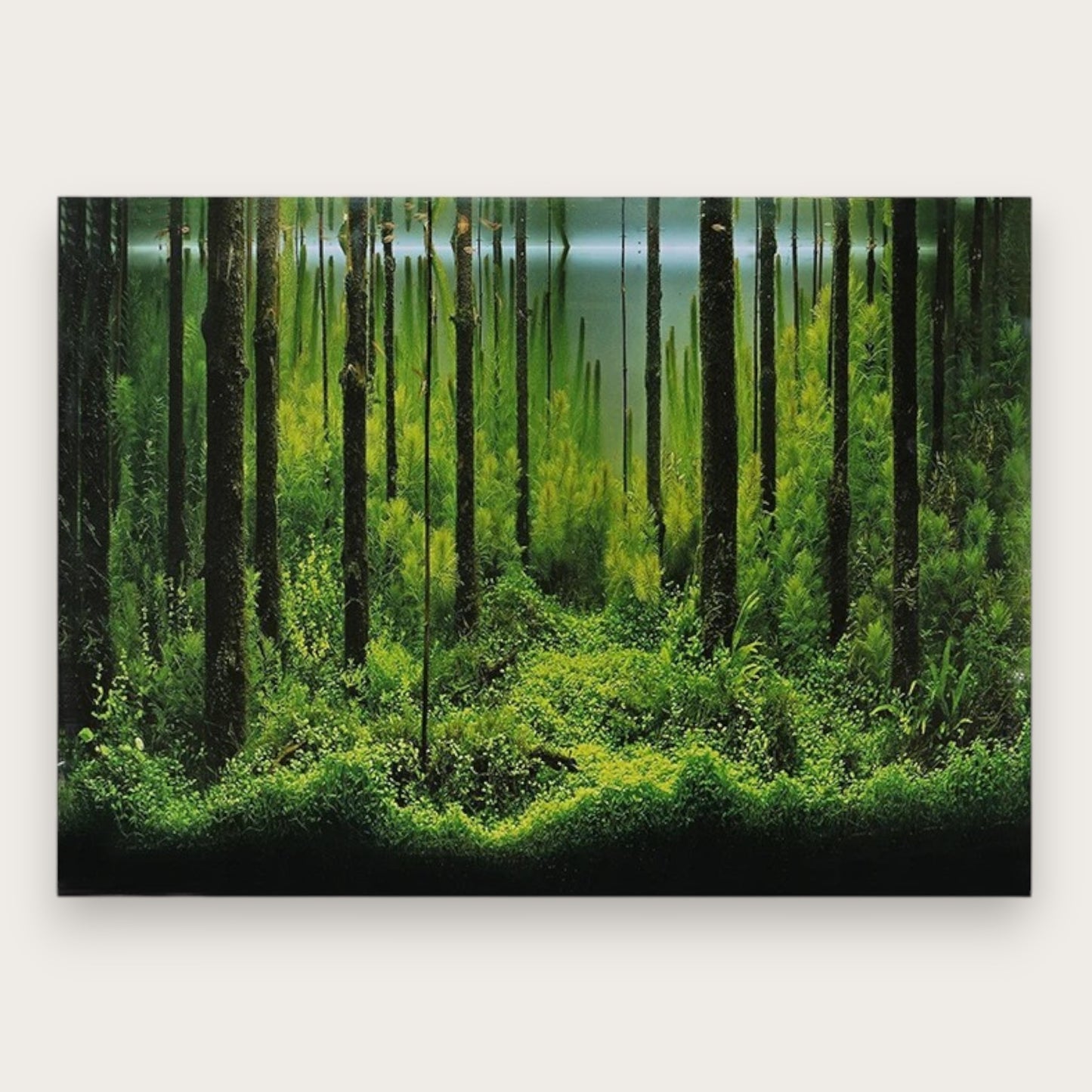 AKVARIE-BAKGRUND - flera storlekar