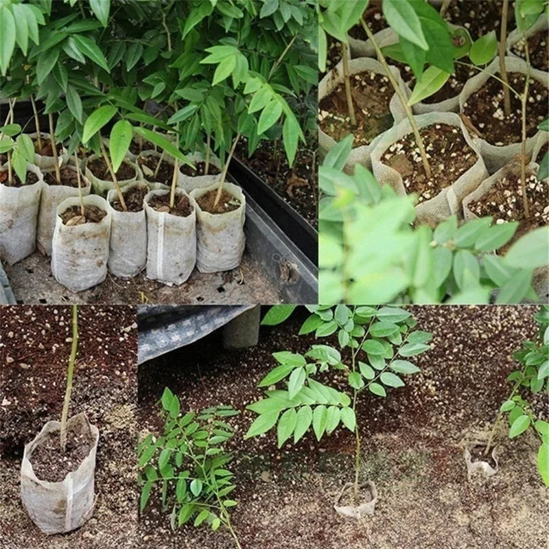 PLANTPÅSAR - Nedbrytbara