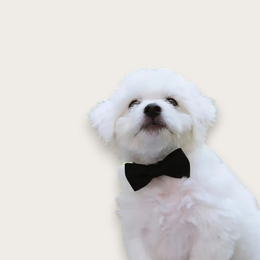HALSBAND MED ROSETT - Hund & Katt