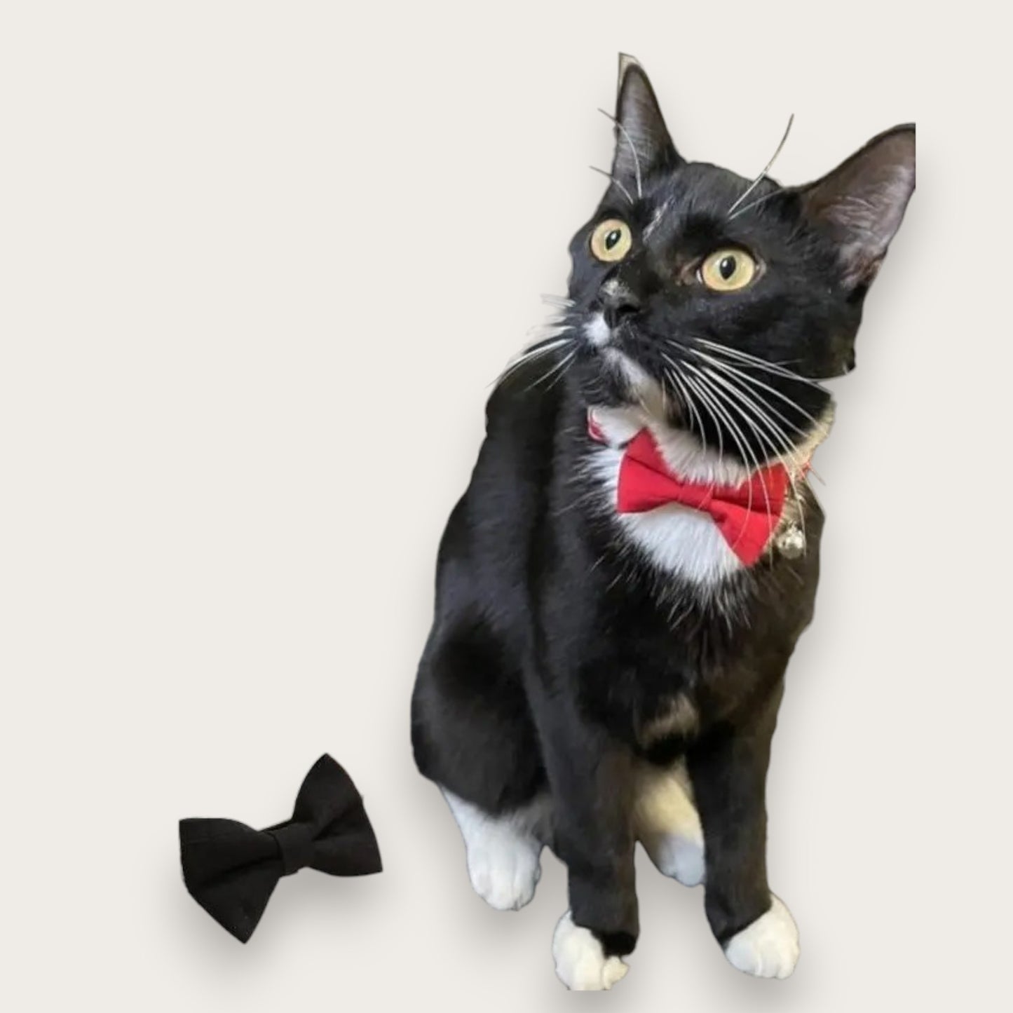 HALSBAND MED ROSETT - Hund & Katt