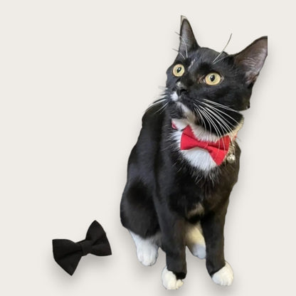 HALSBAND MED ROSETT - Hund & Katt